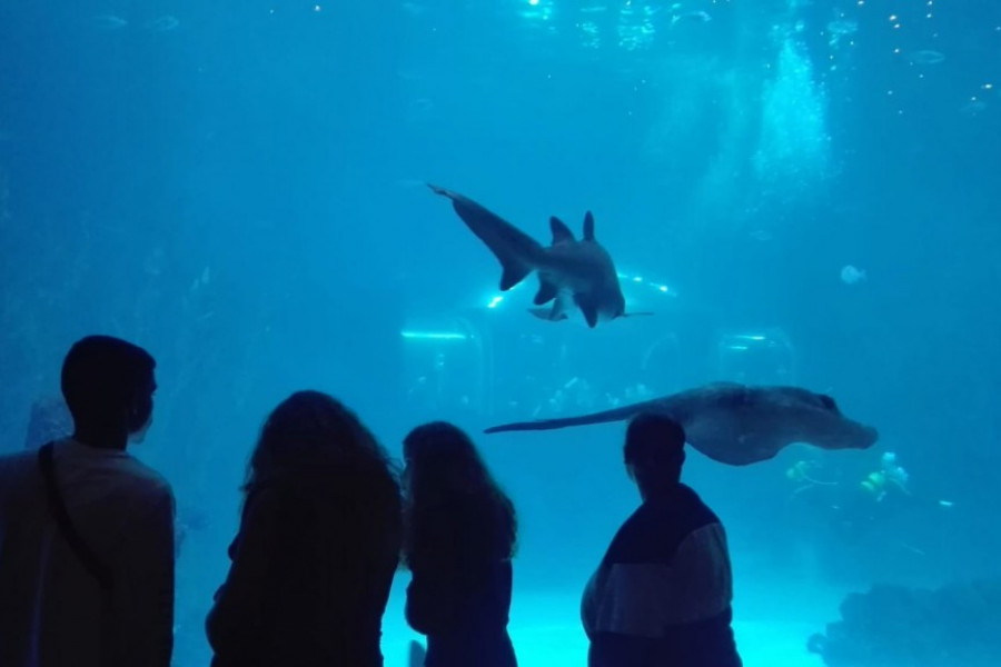 Los menores atendidos en el centro ‘Inagua’ de Las Palmas de Gran Canaria visitan el centro deportivo Urban Planet y el acuario Poema del Mar. Fundación Diagrama 2019. 