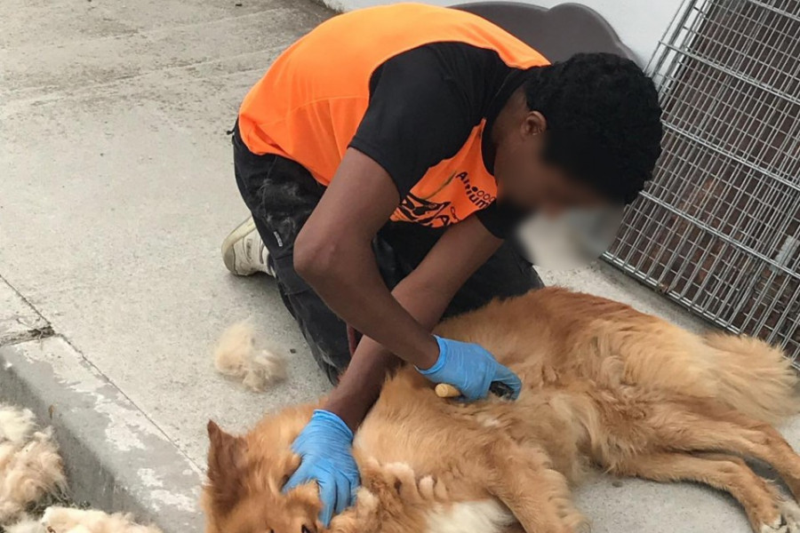 Los menores atendidos en el centro ‘San Miguel’ de Granada colaboran con la Sociedad Protectora de Animales y Plantas de la provincia. Fundación Diagrama. Andalucía 2019. 