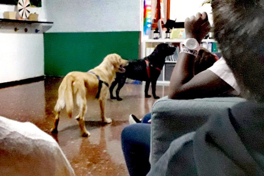 Los menores del centro de acogimiento ‘Valsequillo’ participan en una actividad con la Asociación Canaria de Intervenciones Asistidas con Perros TerapiCan. Fundación Diagrama 2019. 