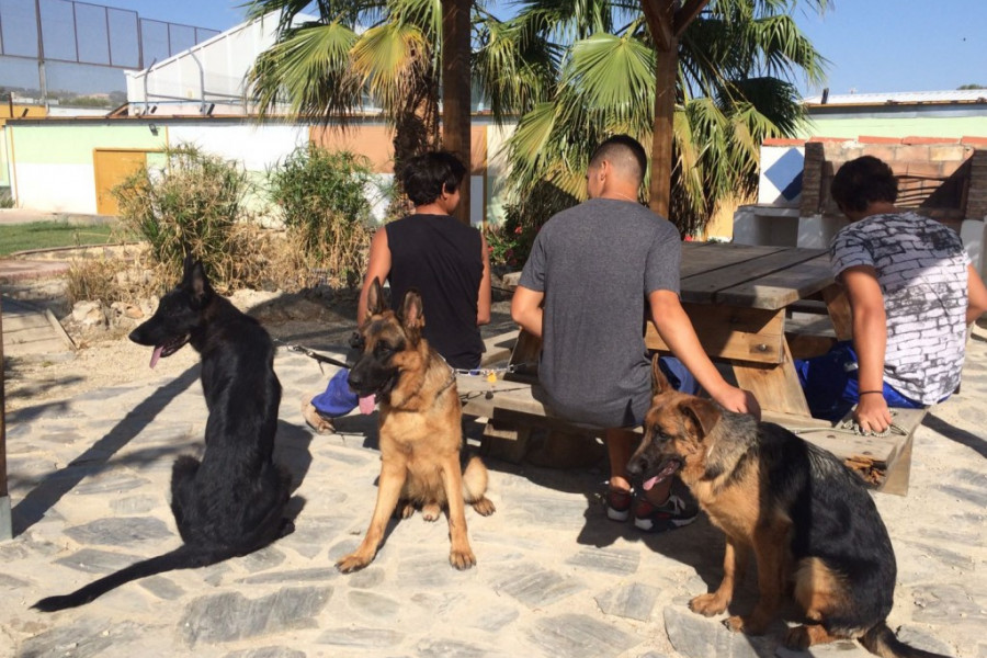 Actividades asistidas con animales con Auringis. Centro 'Las Lagunillas' 2017. Fundación Diagrama.