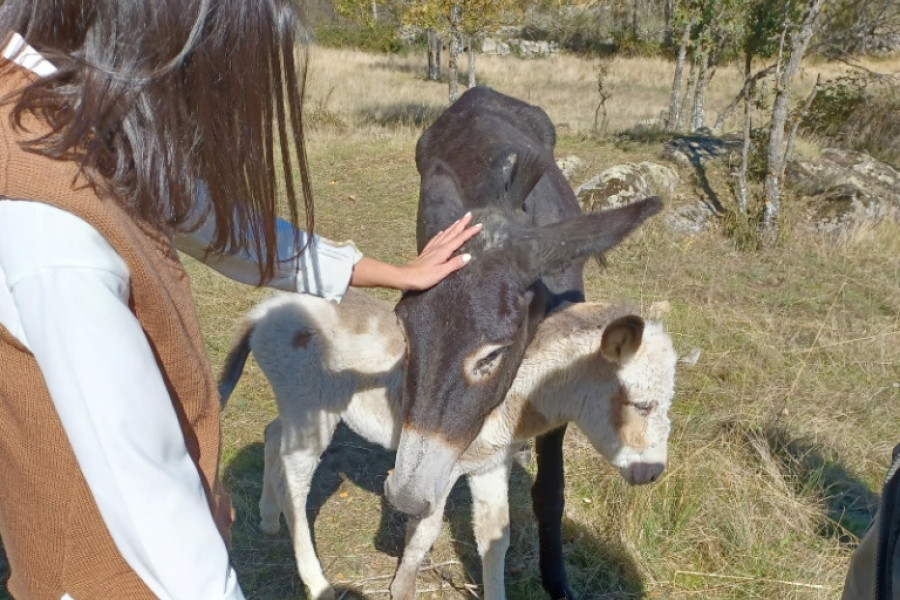 Las personas mayores atendidas en la residencia ‘El Berrueco’ de Madrid visitan la Asociación para la Conservación del Burro en la Sierra Norte