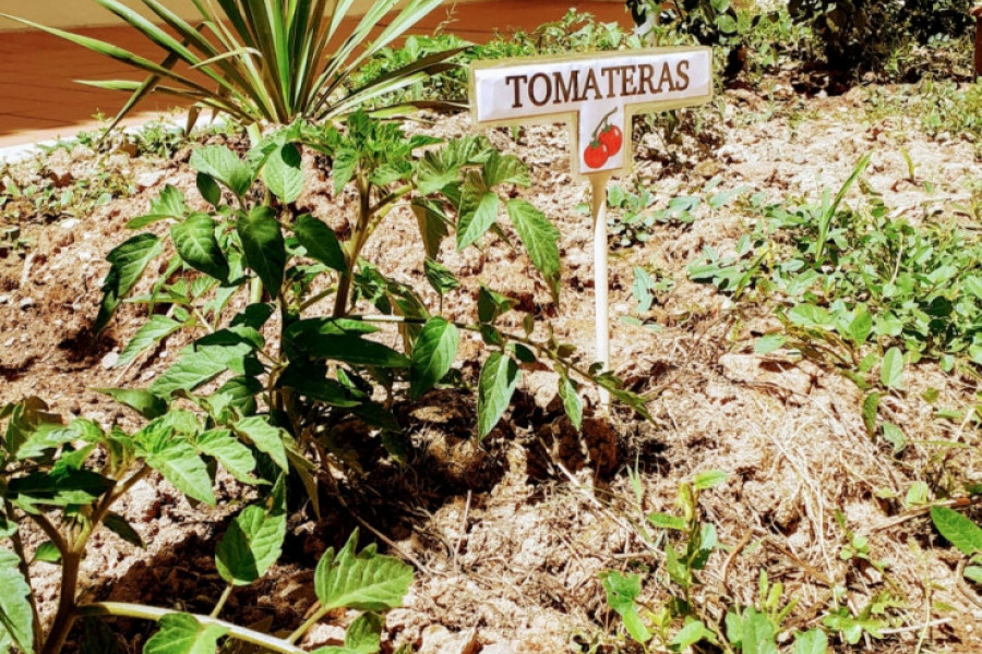 Las personas mayores atendidas en la residencia ‘María de la Paz’ de Nerva (Huelva) colaboran en la creación de un huerto ecológico