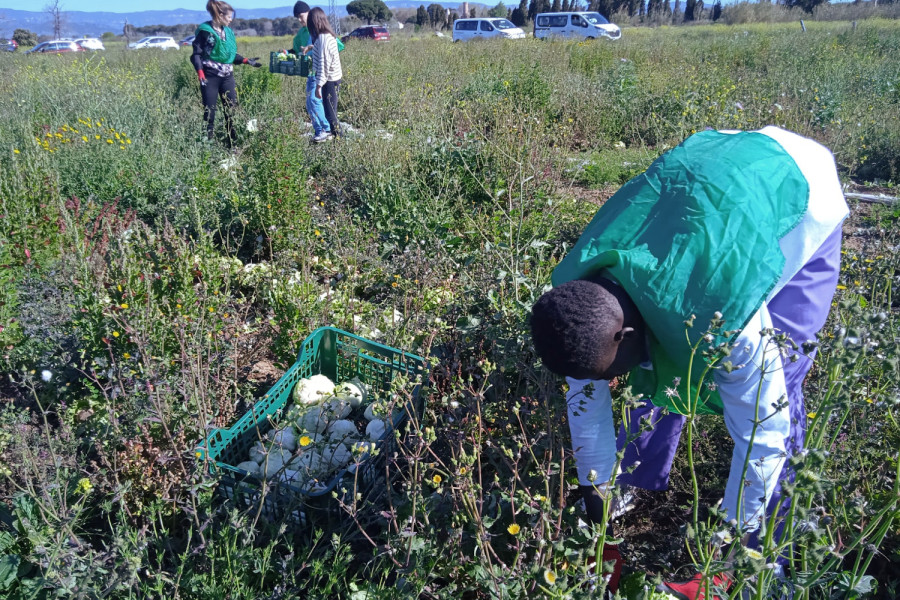 Un joven participa en la recogida de lechugas