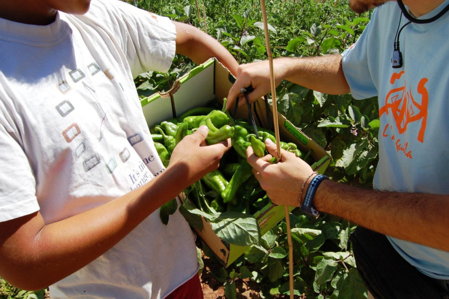 Los menores del Centro Socioeducativo Juvenil de Cantabria cultivan productos de agricultura ecológica en el huerto del centro