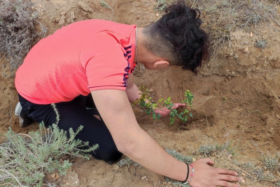 Un joven de La Atalaya finaliza la plantación de un fresno