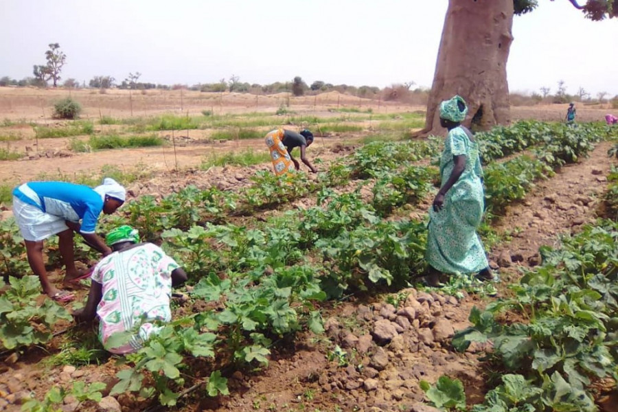 Fundación Diagrama desarrolla en Senegal un programa orientado a la formación agraria de mujeres campesinas. Internacional 2018.