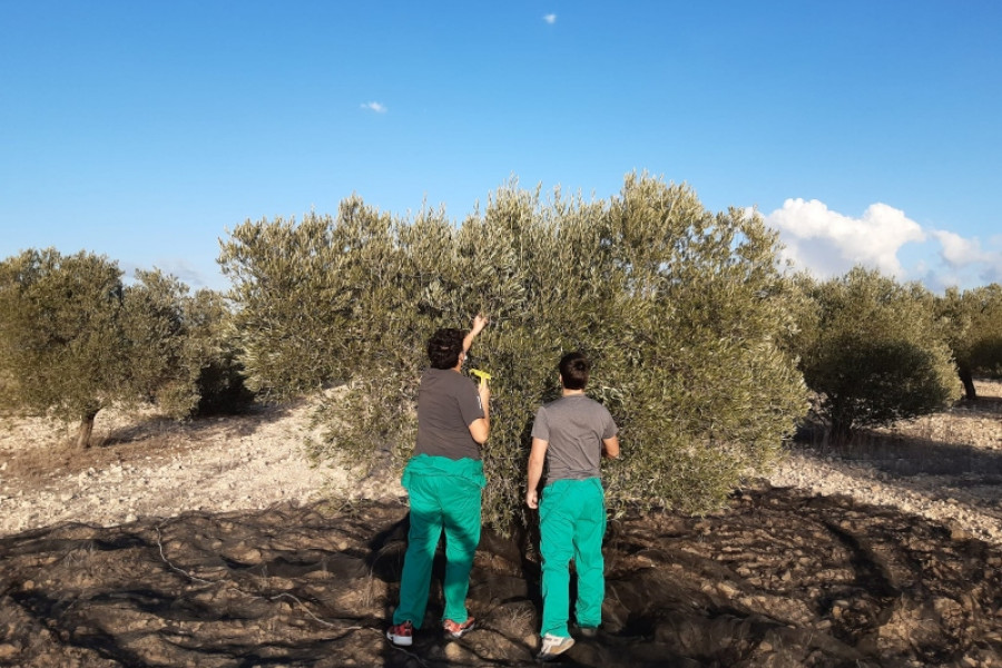 Tres jóvenes atendidos en la residencia ‘La Villa’ de Villena (Alicante) realizan labores agrícolas en el recurso