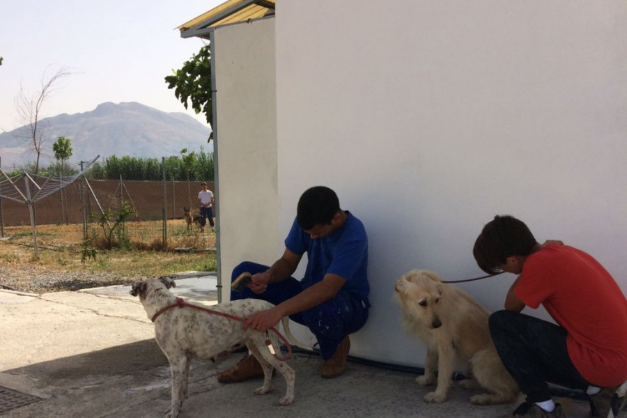 Actividad de voluntariado con la Sociedad Protectora de Animales y Plantas de Granada. Centro 'San Miguel'. Fundación Diagrama. 2017 